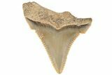 Serrated Angustidens Tooth - Megalodon Ancestor #202412-1
